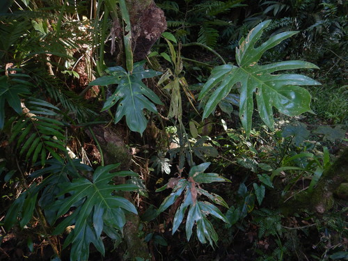 Philodendron radiatum var. radiatum image