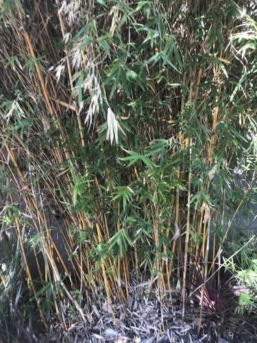 photo of Bamboos (Phyllostachys)