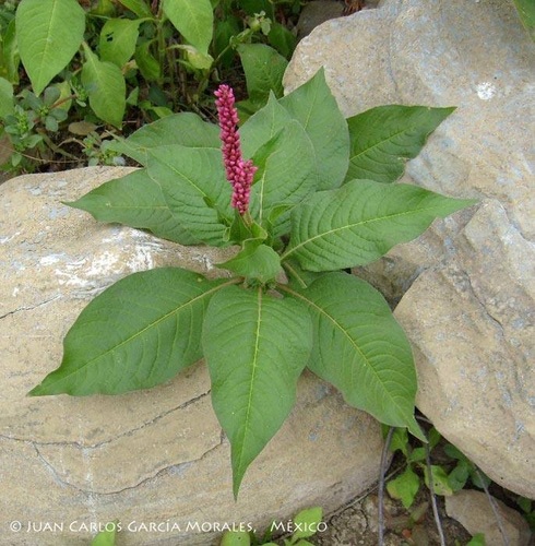 bristly smartweed (Polygonum hispidum)