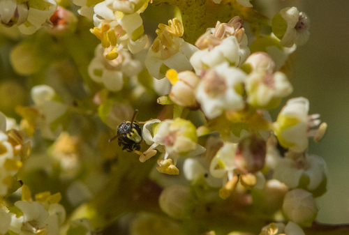 photo of Mesilla Masked Bee (Hylaeus mesillae)