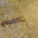 photo of Red Swamp Crayfish (Procambarus clarkii)