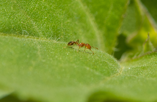 photo of Myrmicine Ants (Myrmicinae)