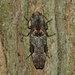 雙紋褐叩頭蟲（指名亞種） - Photo 由 邱仲良 所上傳的 (c) 邱仲良，保留所有權利