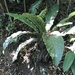 Anthurium salvinii - Photo (c) coloradotim, kaikki oikeudet pidätetään