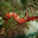 Observation photo