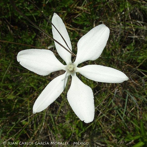 Mexican star