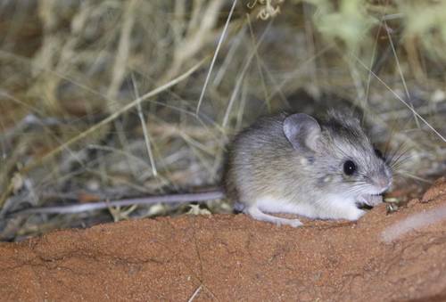Pseudomys bolami · iNaturalist Mexico
