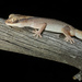 Desert Wood Gecko - Photo (c) birdmark95, all rights reserved