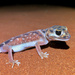Pernatty Knob-tailed Gecko - Photo (c) birdmark95, all rights reserved