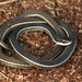 Blue-striped Ribbon Snake - Photo (c) captainjack0000, all rights reserved, uploaded by captainjack0000