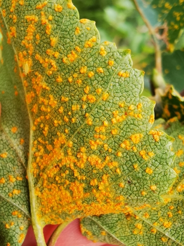 birch rust