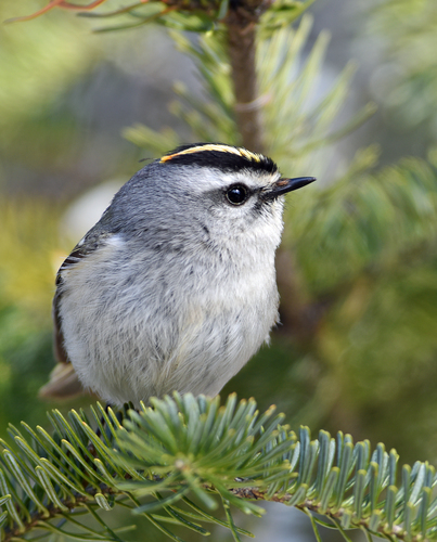 Golden-crowned Kinglet