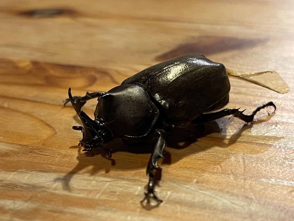Subspecies Trypoxylus dichotomus shizuae · iNaturalist