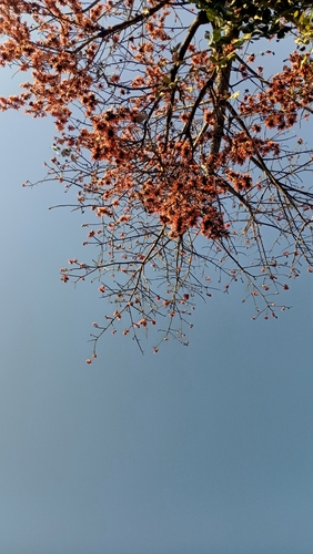 Flame of The Forest