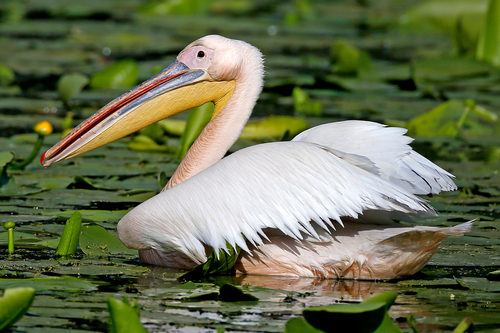 Great White Pelican