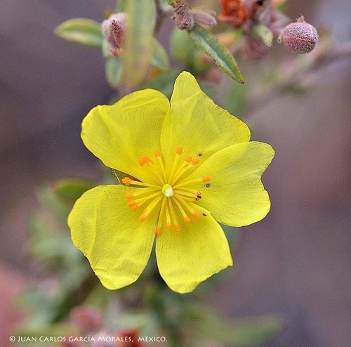 clustered frostweed