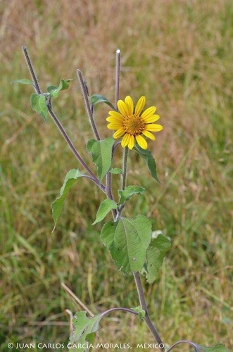 tree marigold