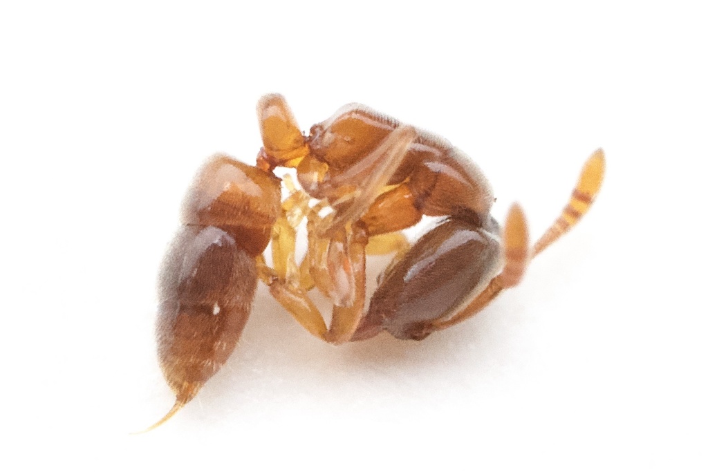 Roger's Crypt Ant from Airport Blvd, Pensacola, FL, US on July 29, 2021 ...