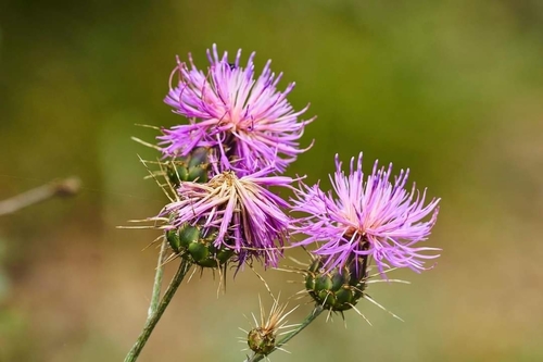 Griekse centaurie (Centaurea graeca)