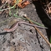 Delicate Garden Skink - Photo (c) Timothy Harker, all rights reserved, uploaded by Timothy Harker