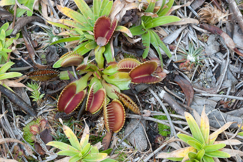 Dionaea muscipula