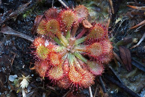 Drosera capillaris