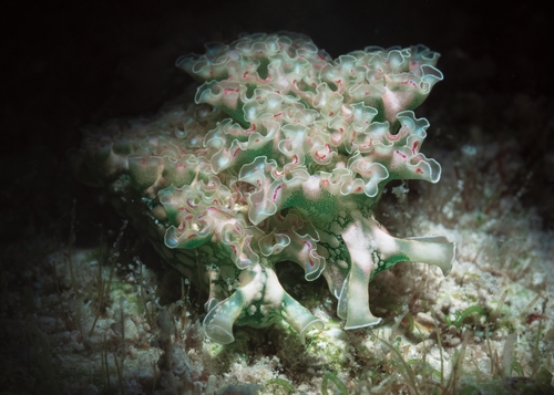 Lettuce Sea Slug