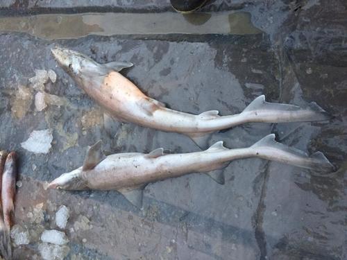 Common Smooth-hound