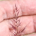 Muhlenbergia microsperma - Photo 由 Jay Keller 所上傳的 (c) Jay Keller，保留所有權利