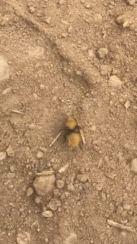 iNaturalist observation photo of Dasymutilla californica