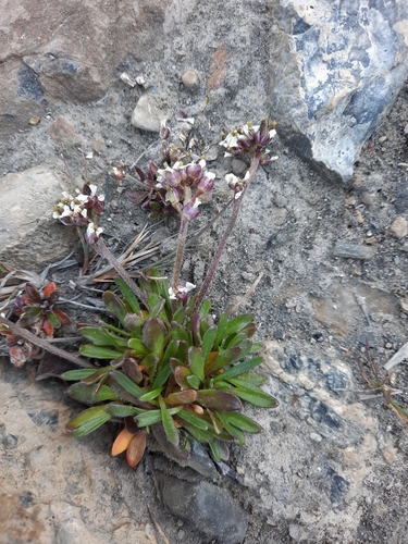 Braya thorild-wulffii