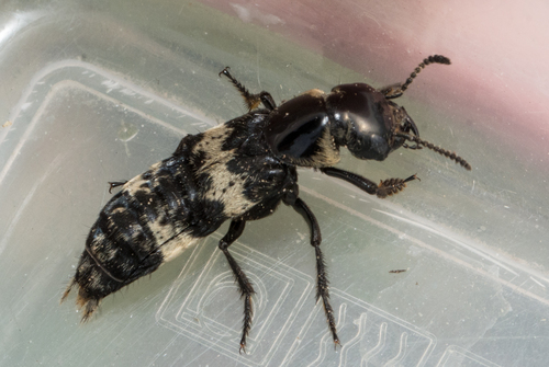 hairy rove beetle