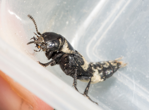 hairy rove beetle