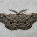 Umber Moth - Photo (c) Samuel Paul Galick, all rights reserved, uploaded by Samuel Paul Galick