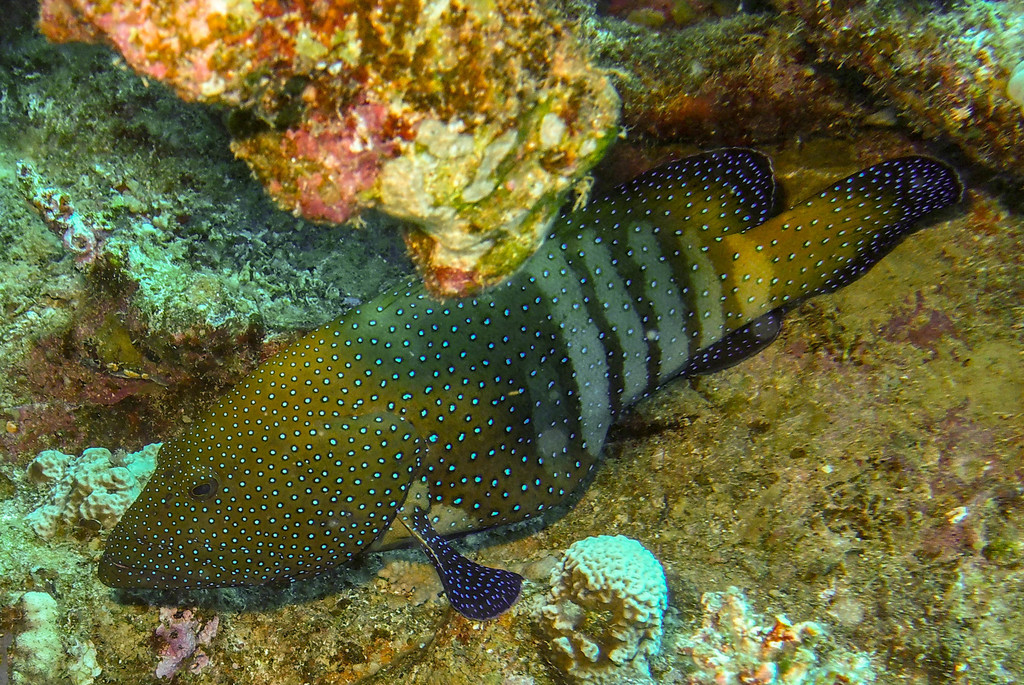 Stock photo of Peacock grouper (Cephalopholis argus) with fishing line  caught in its…. Available for sale on