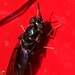 photo of Black Soldier Fly (Hermetia illucens)