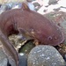 Tidepool Snailfish - Photo (c) Sheldon Schultz, all rights reserved, uploaded by Sheldon Schultz