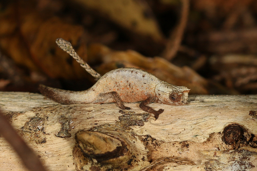 Mount d'Ambre Leaf Chameleon