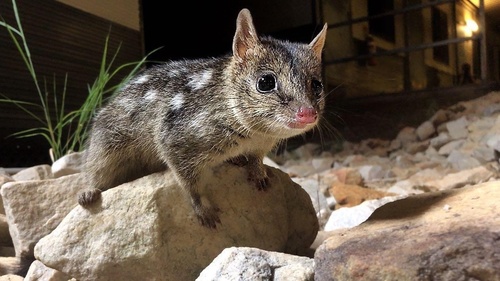 Northern Quoll