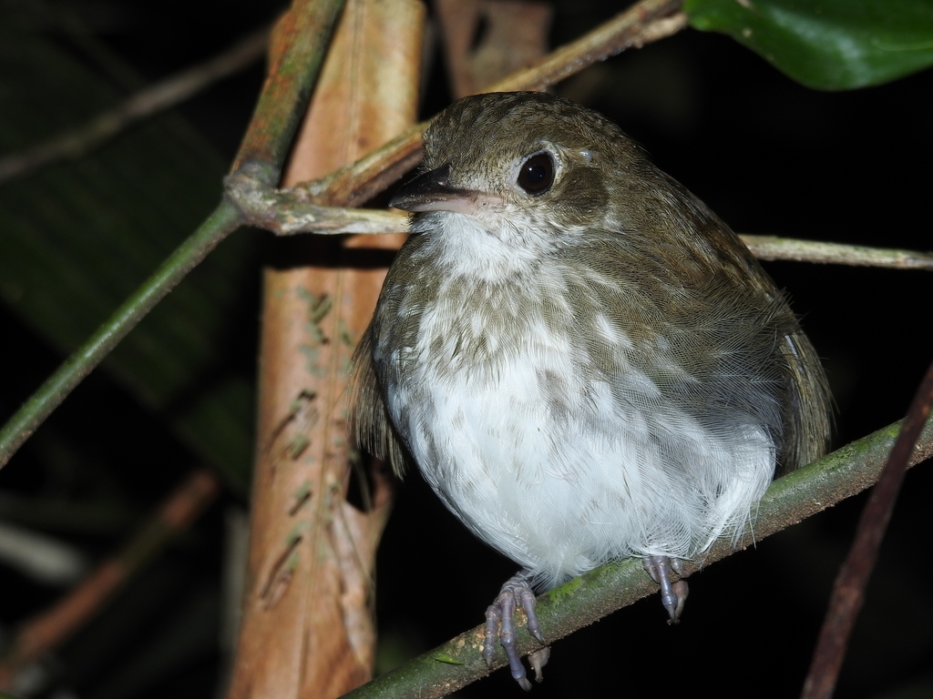 Thrush-like Antpitta (Myrmothera campanisona) photo