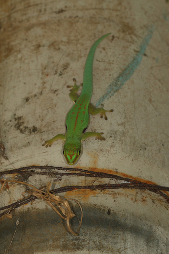 Striped Day Gecko