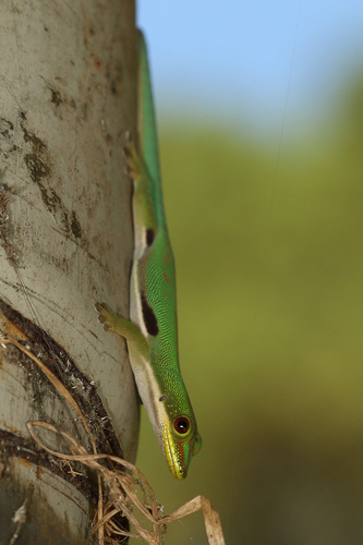 Striped Day Gecko