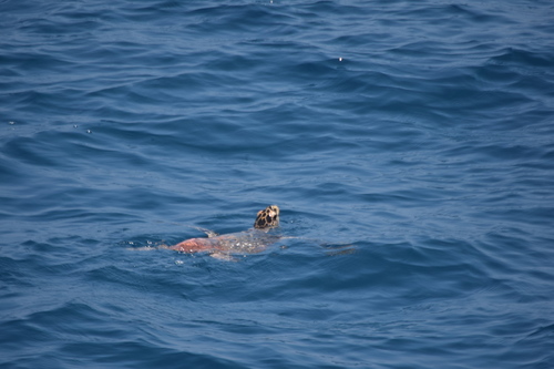 Hawksbill Sea Turtle — seen at this dive site