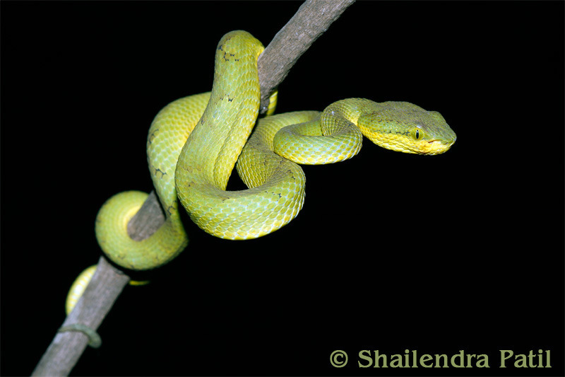Bamboo Viper (Trimeresurus gramineus)  iNaturalist