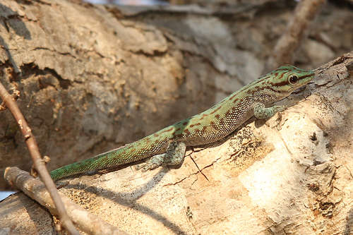 Abbott's Day Gecko