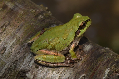 Eastern Japanese Tree Frog