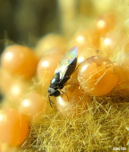 Ooencyrtus kuvanae (Howard, 1910)