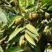 Annona reticulata - Photo (c) Rajib Maulick, όλα τα δικαιώματα διατηρούνται, uploaded by Rajib Maulick