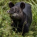 Tapirs - Photo (c) randyvickers, all rights reserved