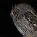 Western Screech-Owl (Xantus's) - Photo (c) L. Ernesto Pérez-Montes, all rights reserved, uploaded by L. Ernesto Pérez-Montes